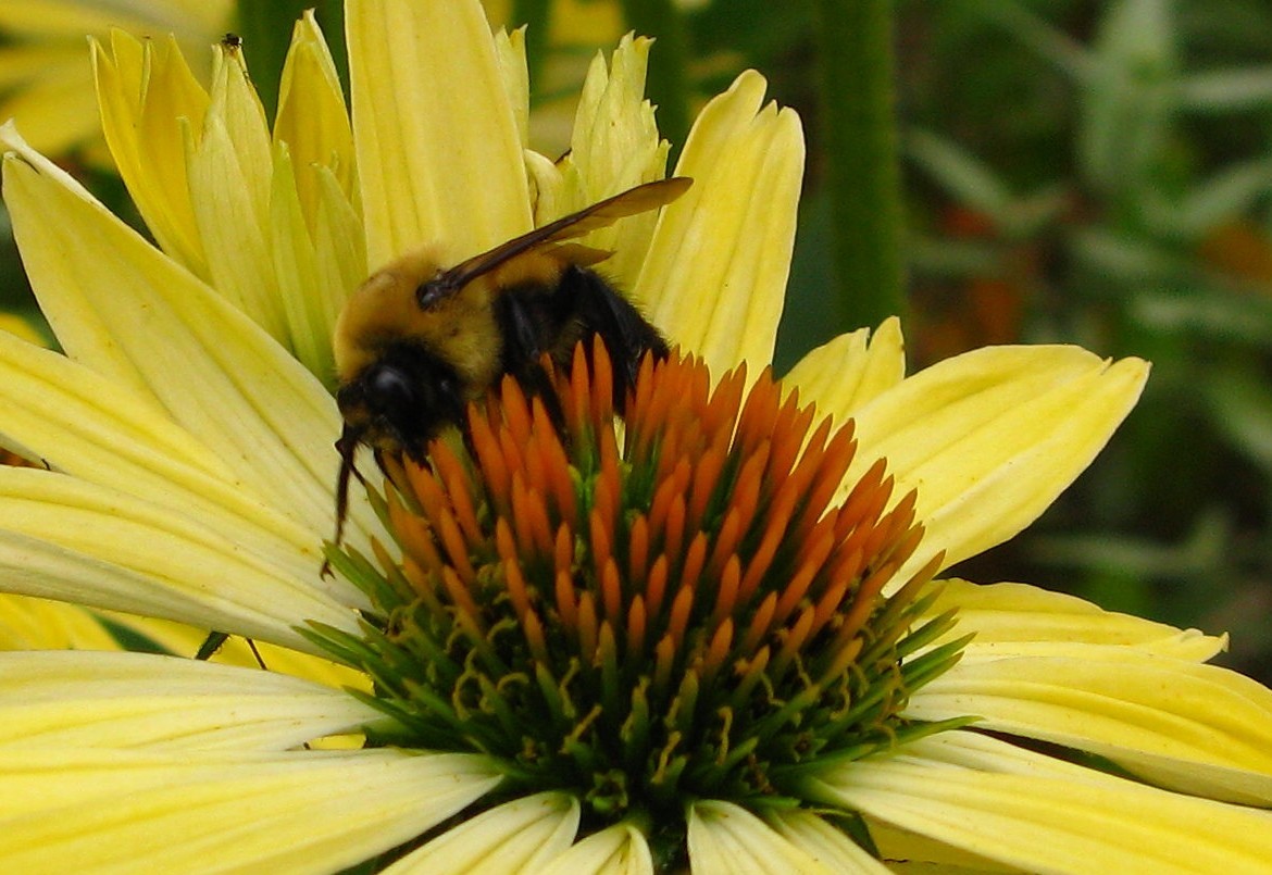 Echinacea paradoxa - PictureThis