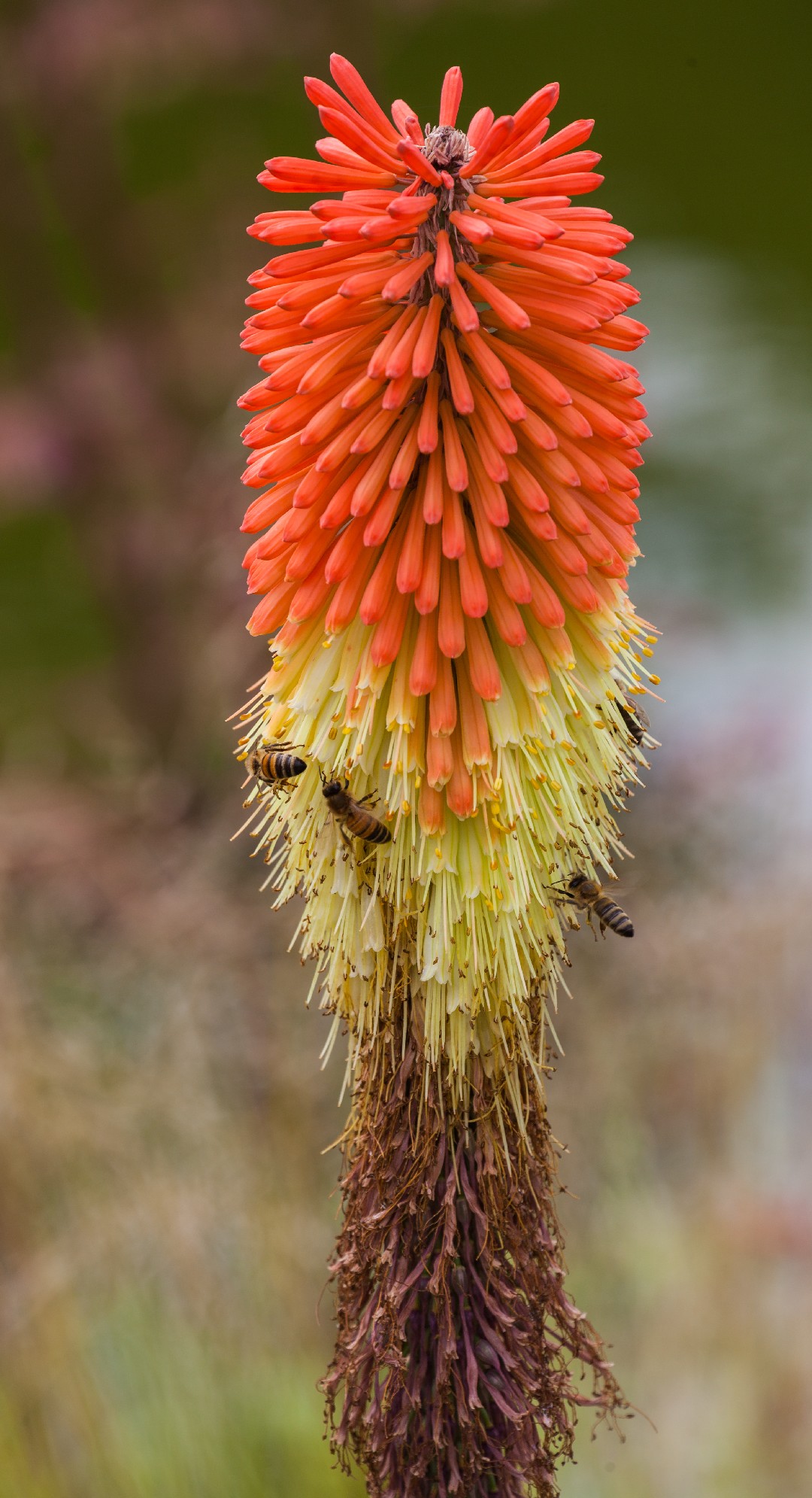 How to Plant and Grow Red-hot poker(Kniphofia caulescens)