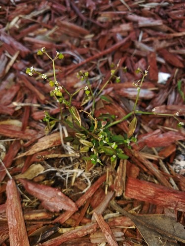 Grassleaf Spurge Euphorbia Graminea Flower Leaf Care Uses