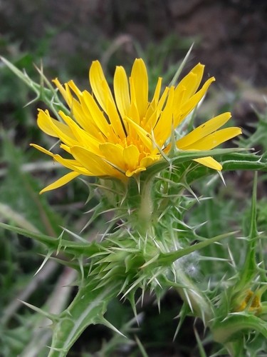 Golden thistles Care (Watering, Fertilize, Pruning, Propagation ...