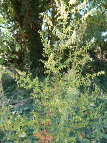 Sweet wormwood (Artemisia annua) Flower, Leaf, Care, Uses - PictureThis