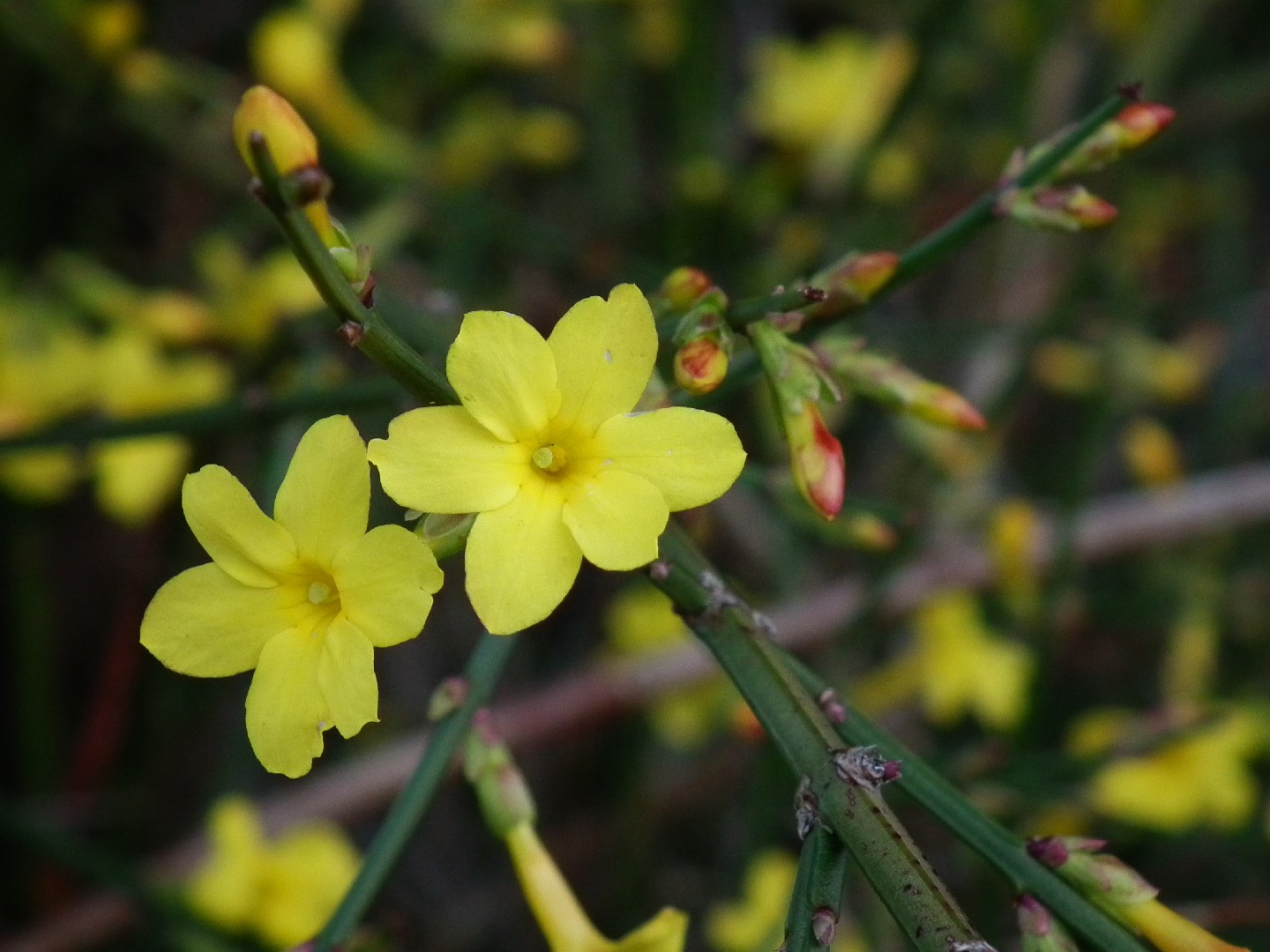 Jazmín amarillo (Jasminum nudiflorum) - PictureThis