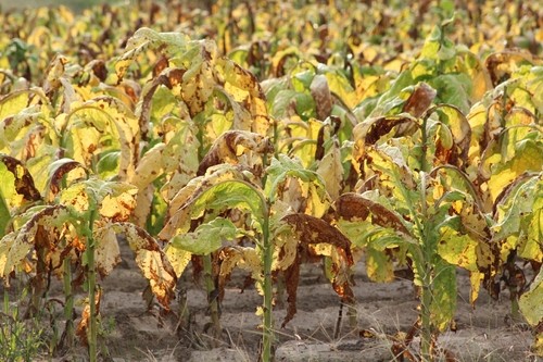 Tabac, Nicotiana tabacum, Phytothérapie