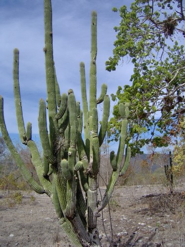 Saguaro Cuidados (Plantando, Fertilizantes, Enfermedades) - PictureThis