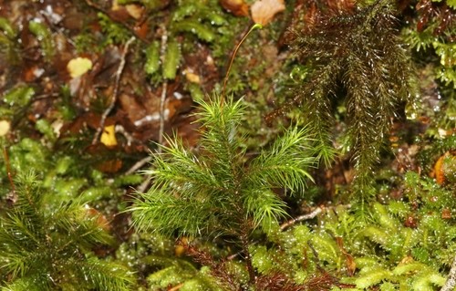 Giant moss (Dendroligotrichum dendroides) Flower, Leaf, Care, Uses ...