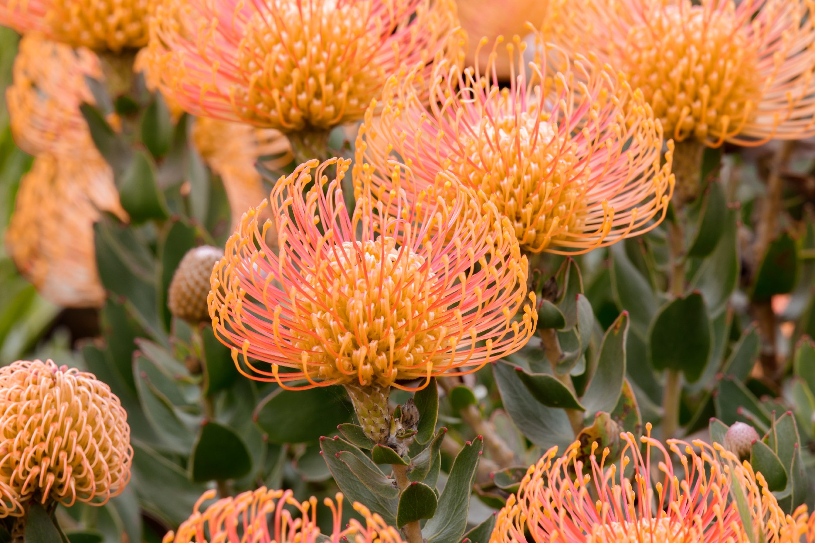 Leucospermum cordifolium 'Flame Giant' 照顧，種植，繁殖，開花時間