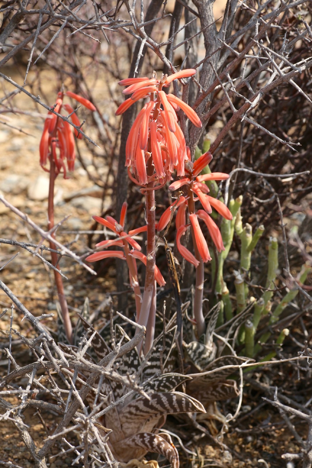 Ало́э пёстрое (Aloe variegata) - PictureThis