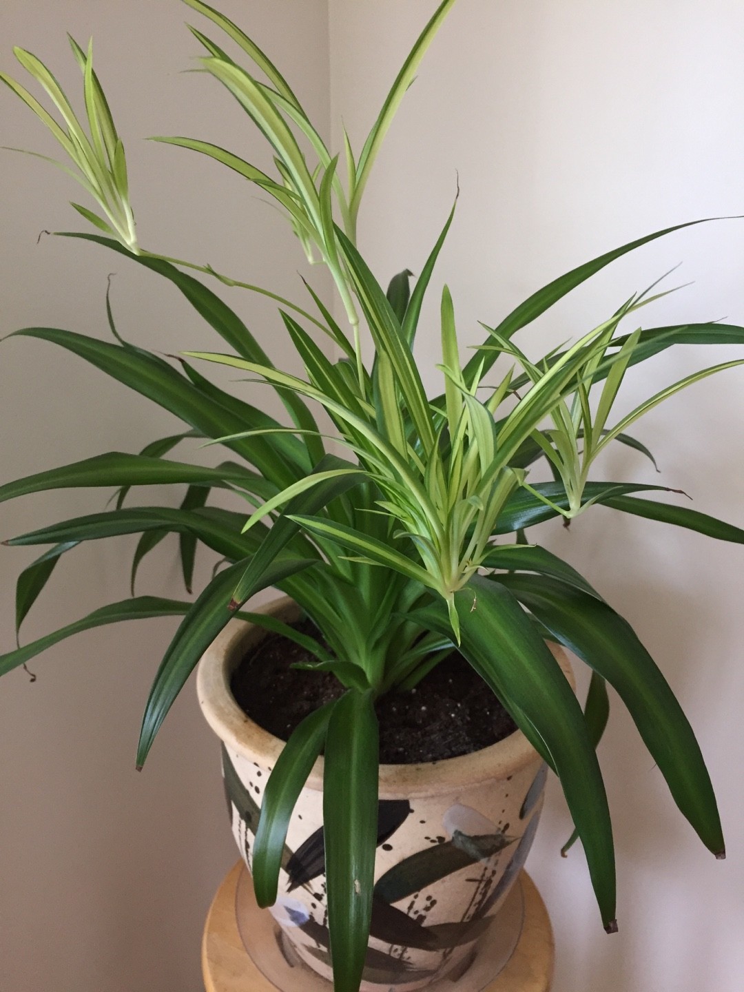 Green Spider Plant — The Tender Gardener