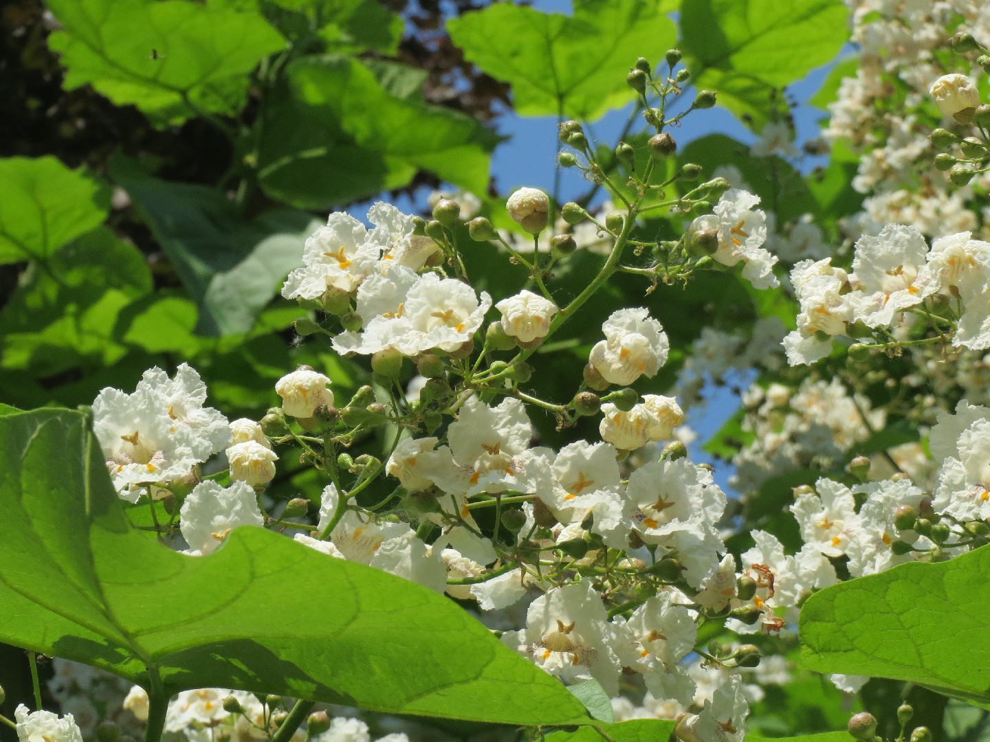 Катальпа бигнониевидная (Catalpa bignonioides) - PictureThis