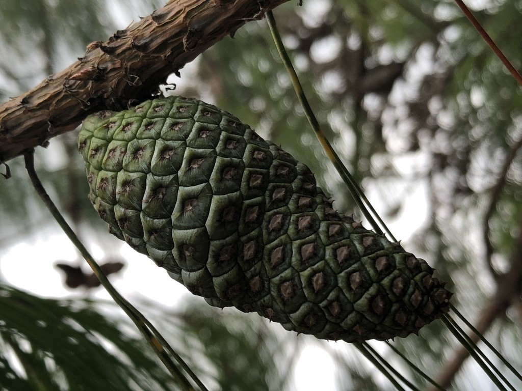 Сосна поникшая (Pinus patula) - PictureThis