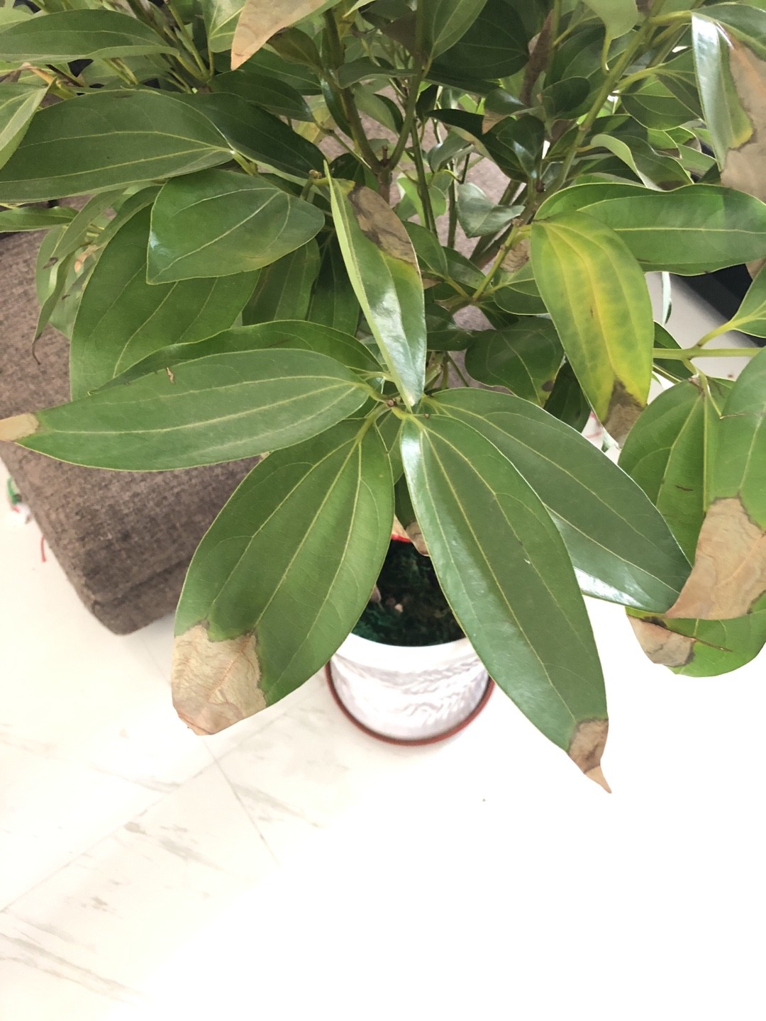 蘭嶼肉桂 Cinnamomum Kotoense 照顧，種植，繁殖，開花時間 Picturethis