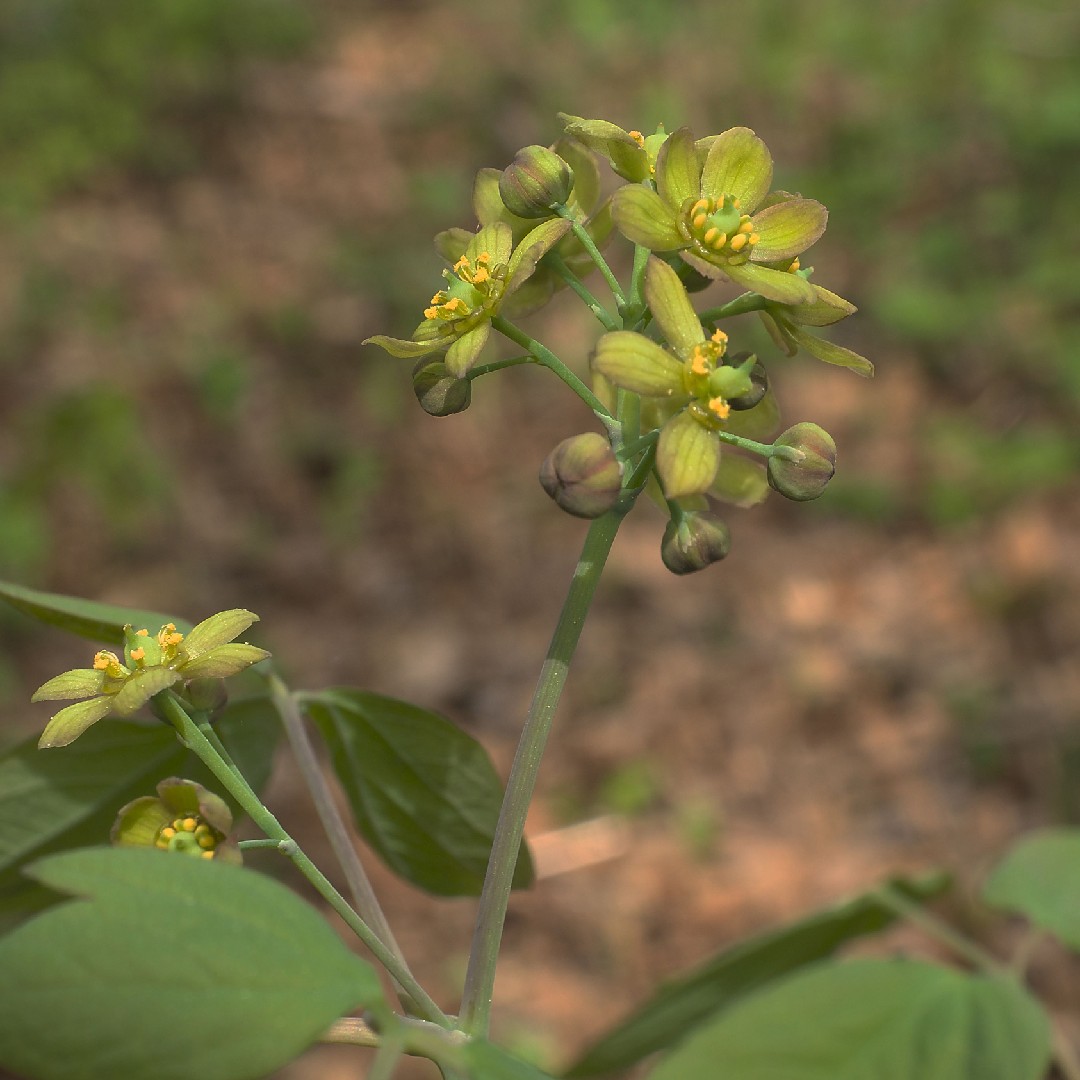 Caulophyllum thalictroides - PictureThis