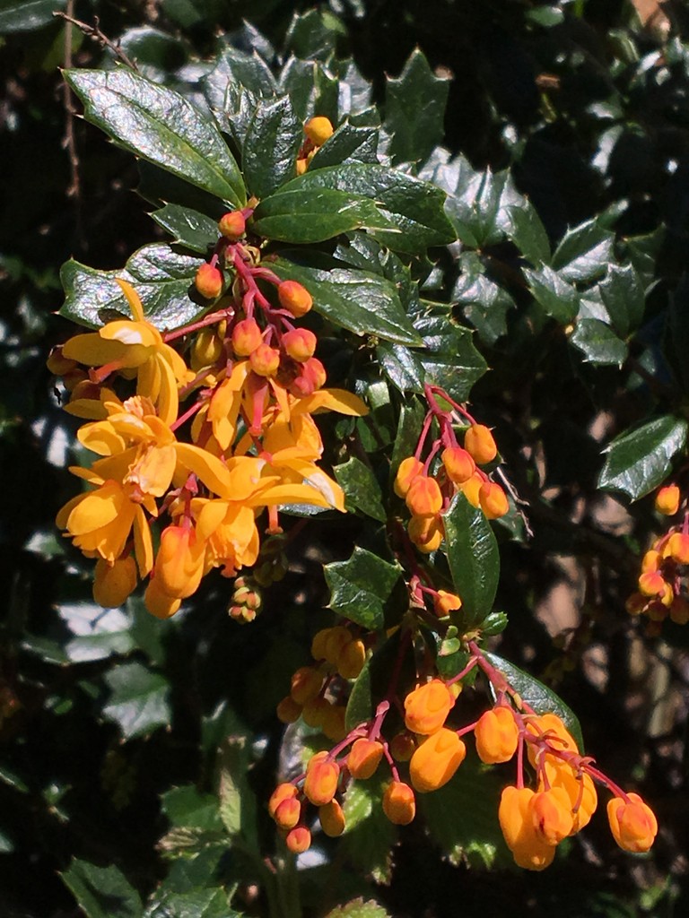 Барбарис Дарвина (Berberis darwinii) - PictureThis