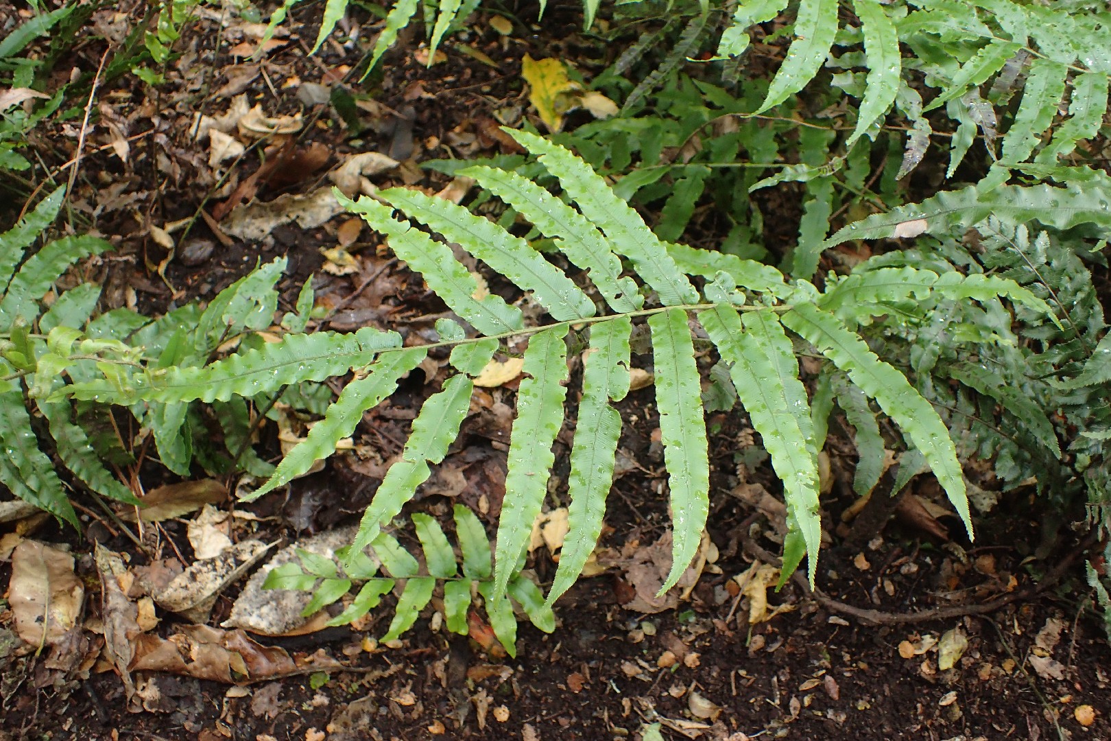 Mountain kiokio (Parablechnum montanum) Flower, Leaf, Care, Uses ...