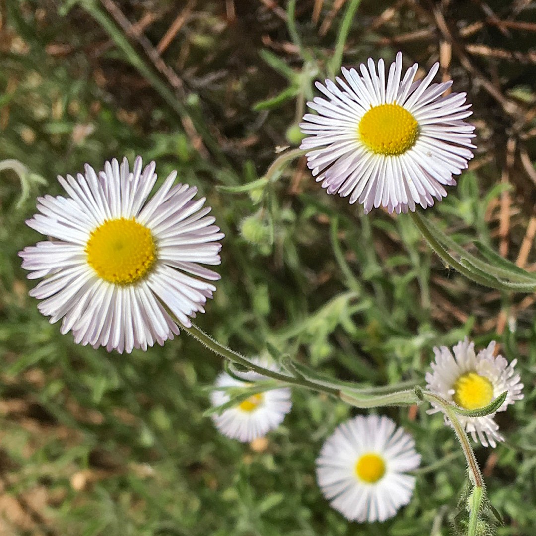 Мелколепестник grandiflorus