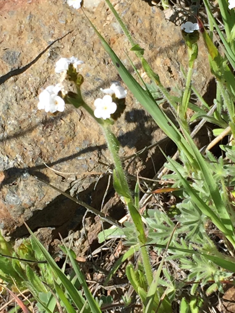 Plagiobothrys (Plagiobothrys)