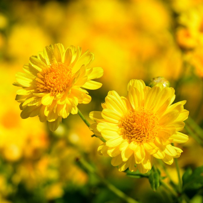 Chrysanthemum: How to Grow and Care with Success