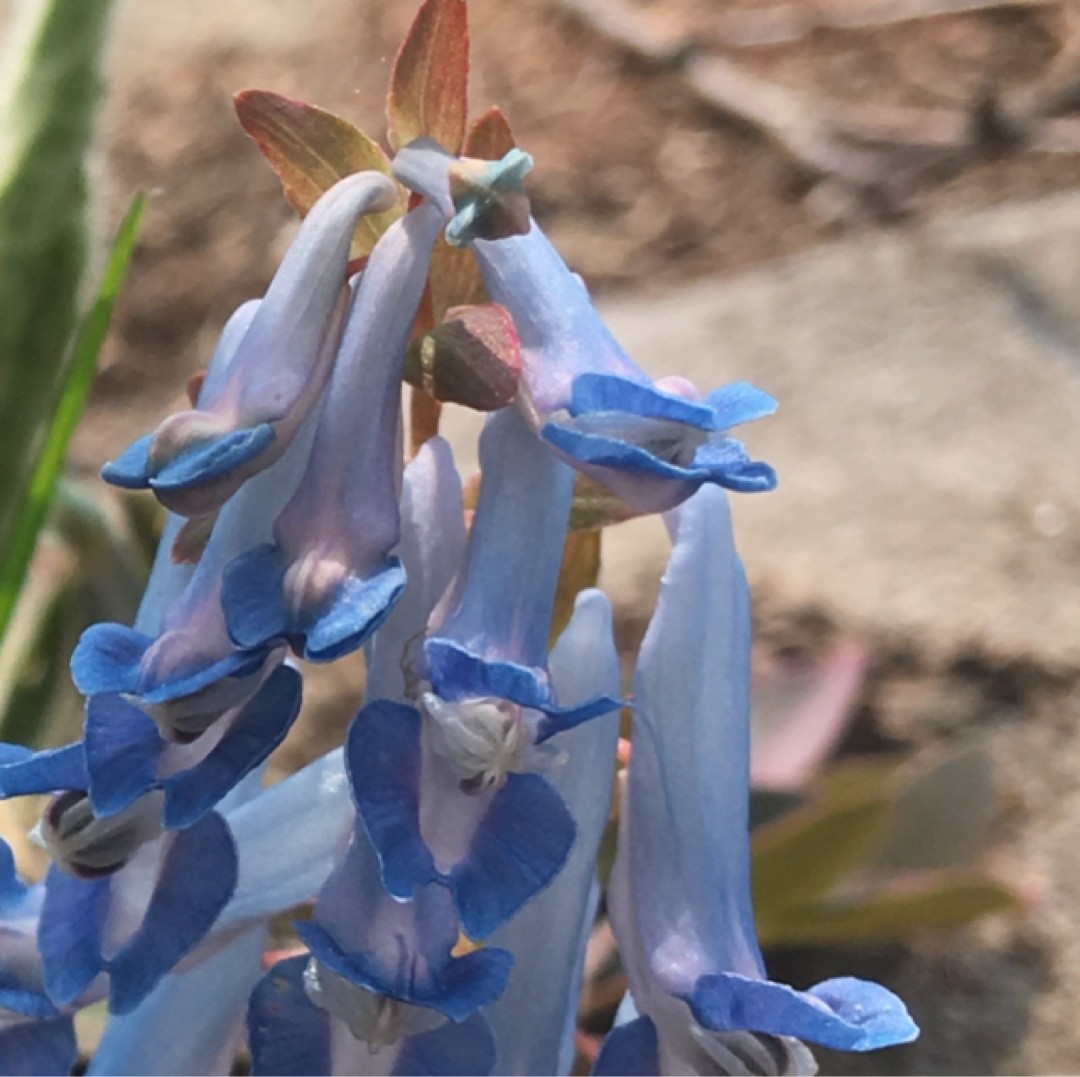 Penstemon Azureus