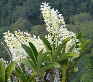 タイミンセッコク（大明石斛） (ケア, 特徴, 花, 画像)