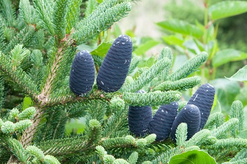 Taiwan fir (Abies kawakamii) Flower, Leaf, Care, Uses - PictureThis