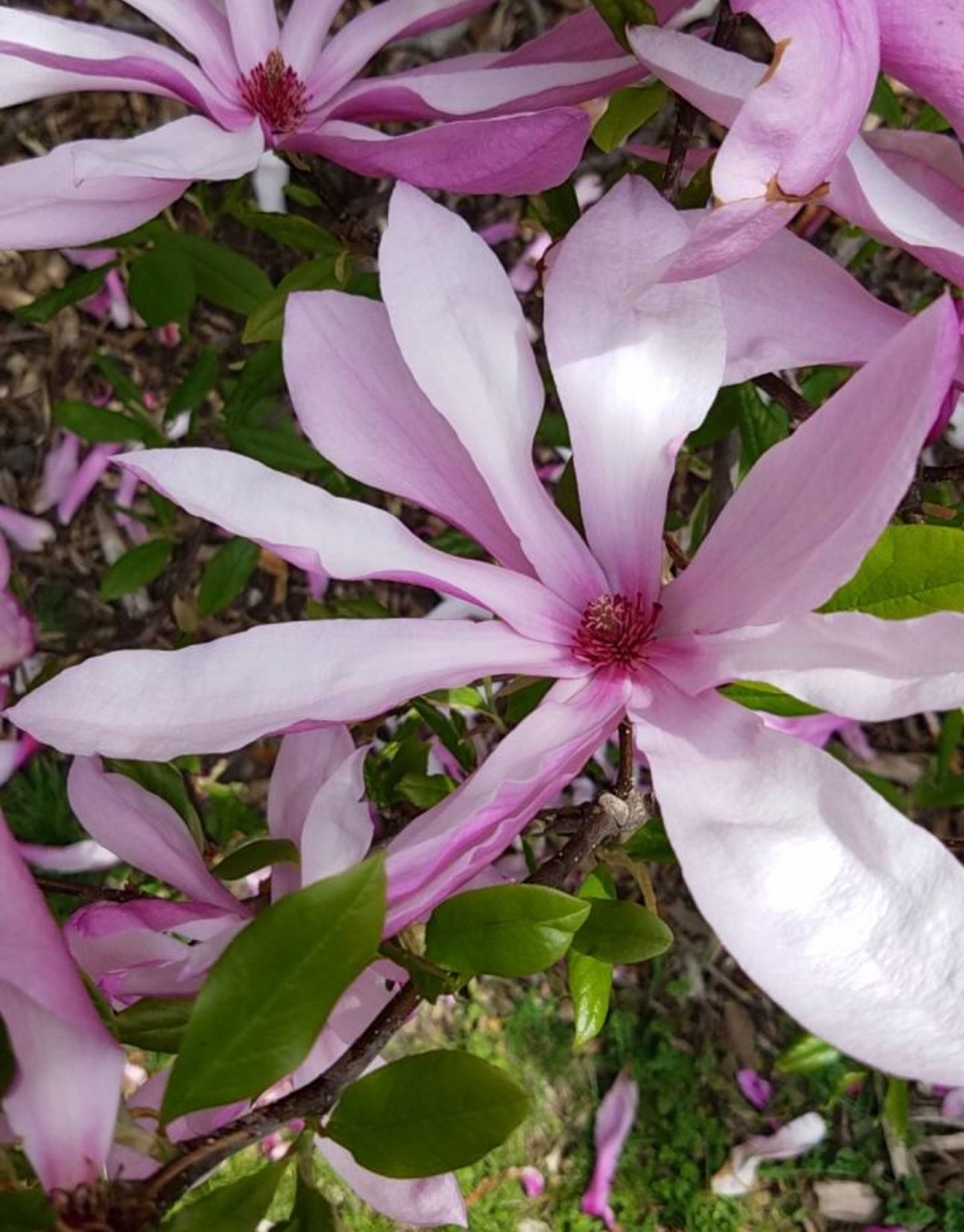 Magnolia liliiflora 'Betty' Cuidados (Plantando, Fertilizantes,  Enfermedades) - PictureThis