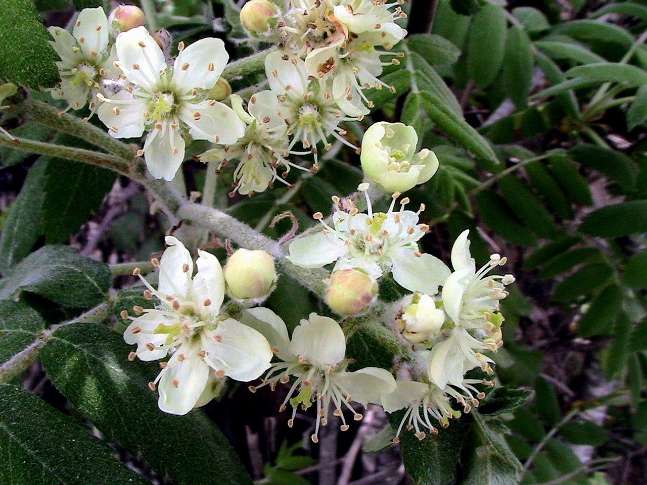 Рябина домашняя (Sorbus domestica) - PictureThis