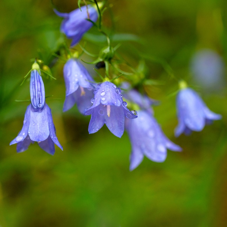 Campanula - Fairy Thimbles (Campanula rotundifolia) Scottish