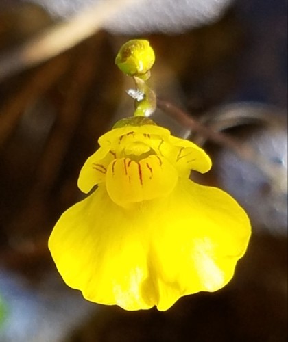 Utricularia (Utricularia)