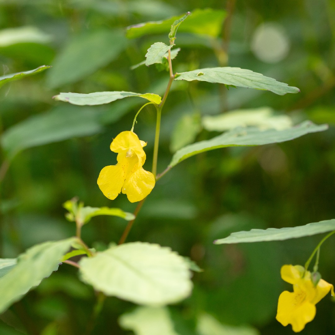 Impatiens pallida Cura(Come si cura, Coltivazione, Riproduzione) -  PictureThis