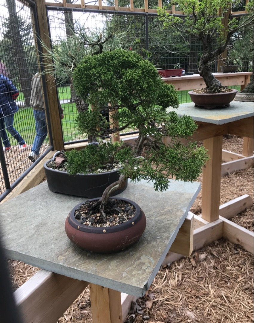 ミヤマビャクシン（深山柏槇）の判定方法 (Juniperus chinensis var. sargentii)