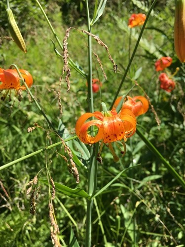 Lirio leopardo (Lilium pardalinum) - PictureThis