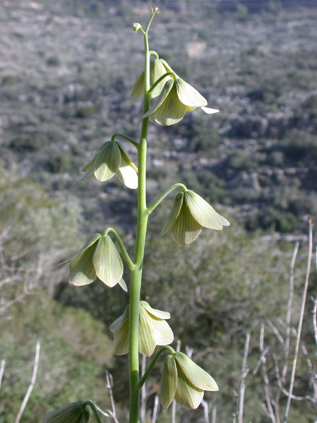 Lirio persa (Fritillaria persica) - PictureThis