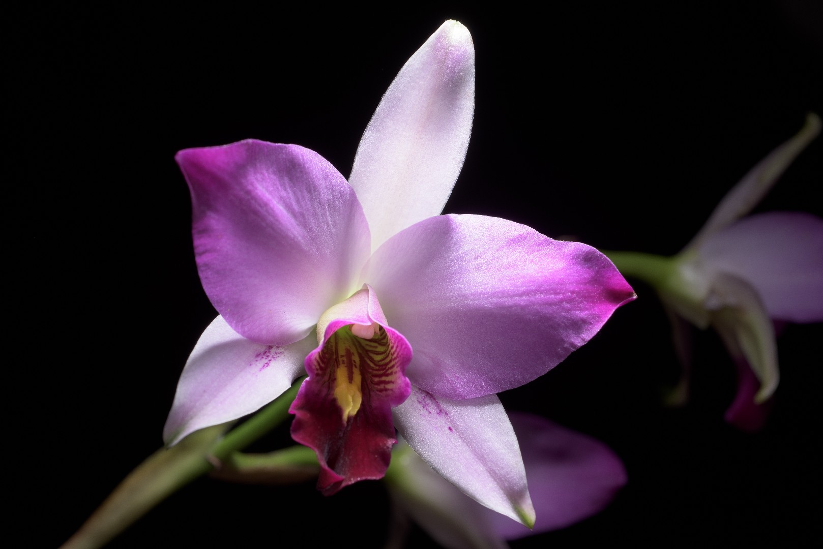 Лелия обоюдоострая (Laelia anceps) - PictureThis