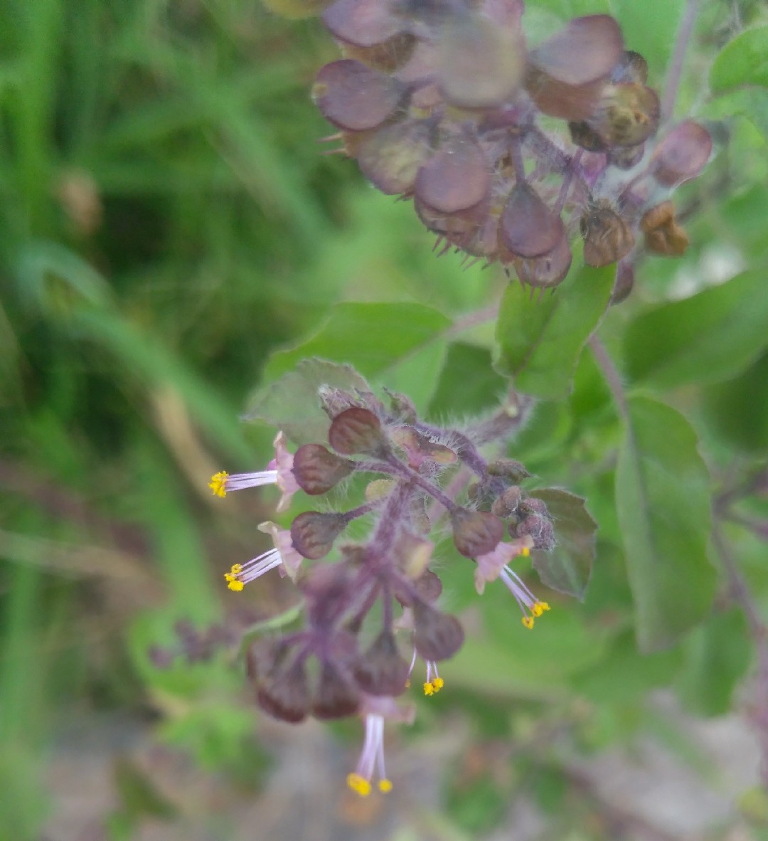 Туласи (Ocimum tenuiflorum) - PictureThis