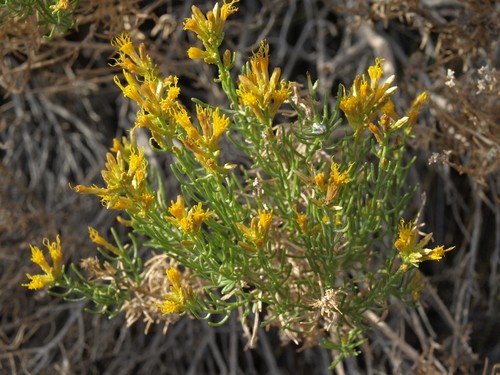 Green rabbitbrush (Ericameria teretifolia) Flower, Leaf, Care, Uses ...