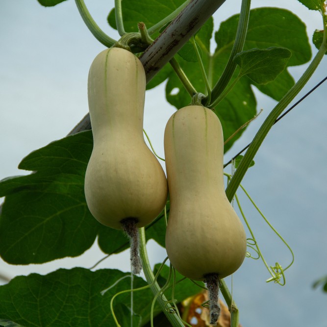 Where To Place Butternut squash In Feng Shui? (Characteristics ...