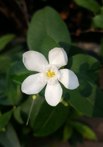 Ellisiophyllum (Ellisiophyllum)