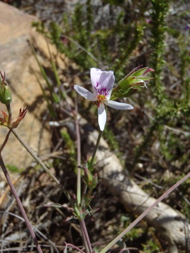 Pelargonium tabulare 花言葉，毒性，よくある質問 - PictureThis