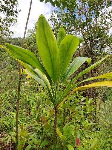 son las plantas cordyline venenosas para los perros