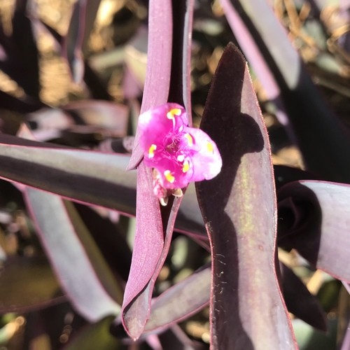 ムラサキゴテン（紫御殿） (Tradescantia pallida) 花言葉，毒性，よく