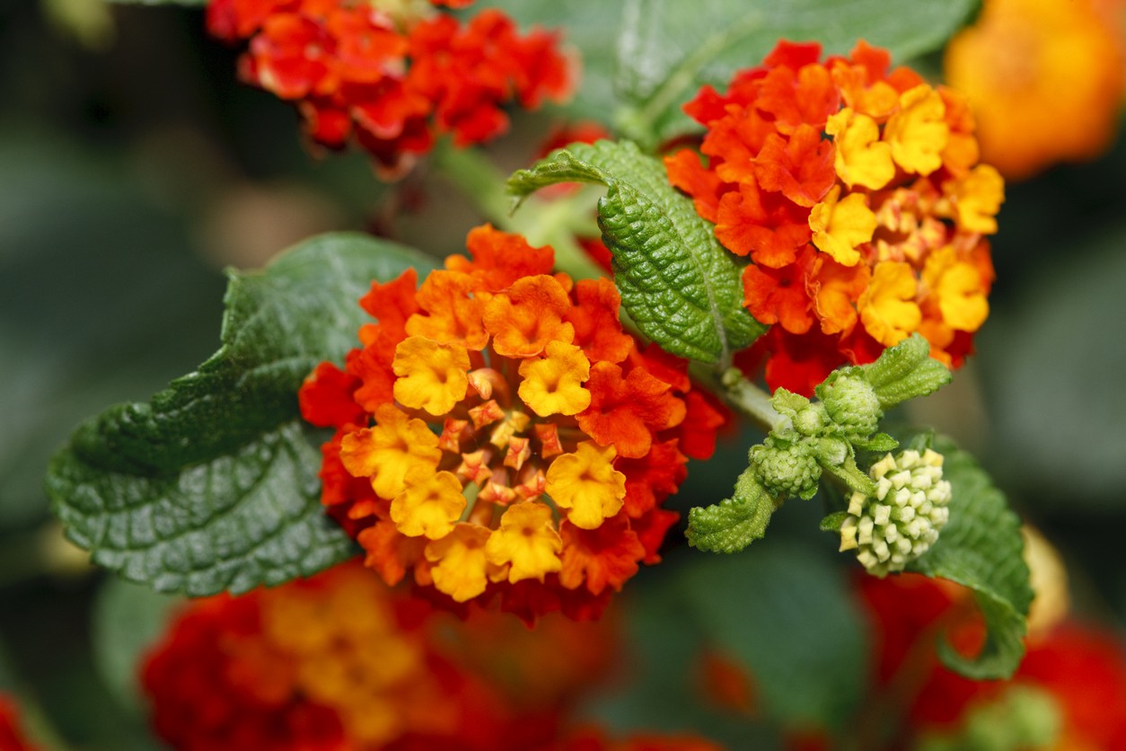 Common lantana (Lantana camara) Flower, Leaf, Care, Uses - PictureThis