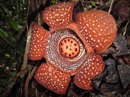 Rafflesia Lagascae Flower, Leaf, Care, Uses - PictureThis