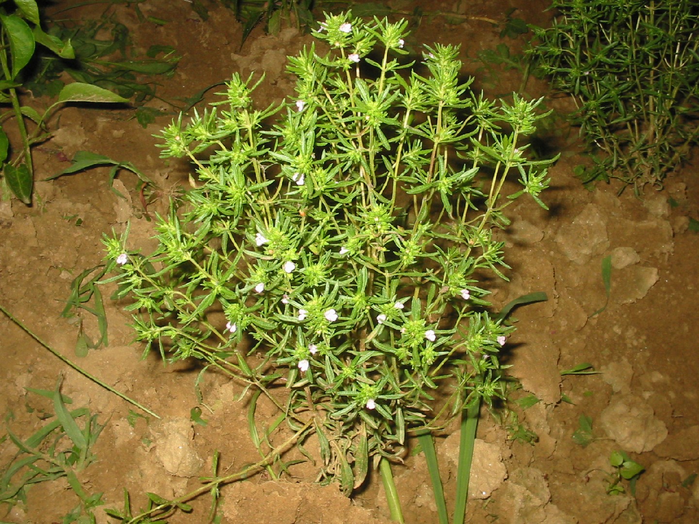 Summer Savory vs Winter Savory: Herb Guide - Tasty Cravers