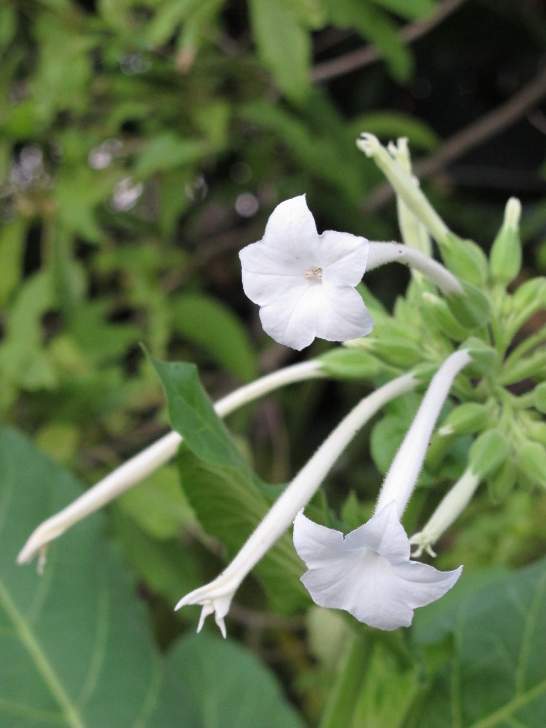 Nicotiana Hesperis