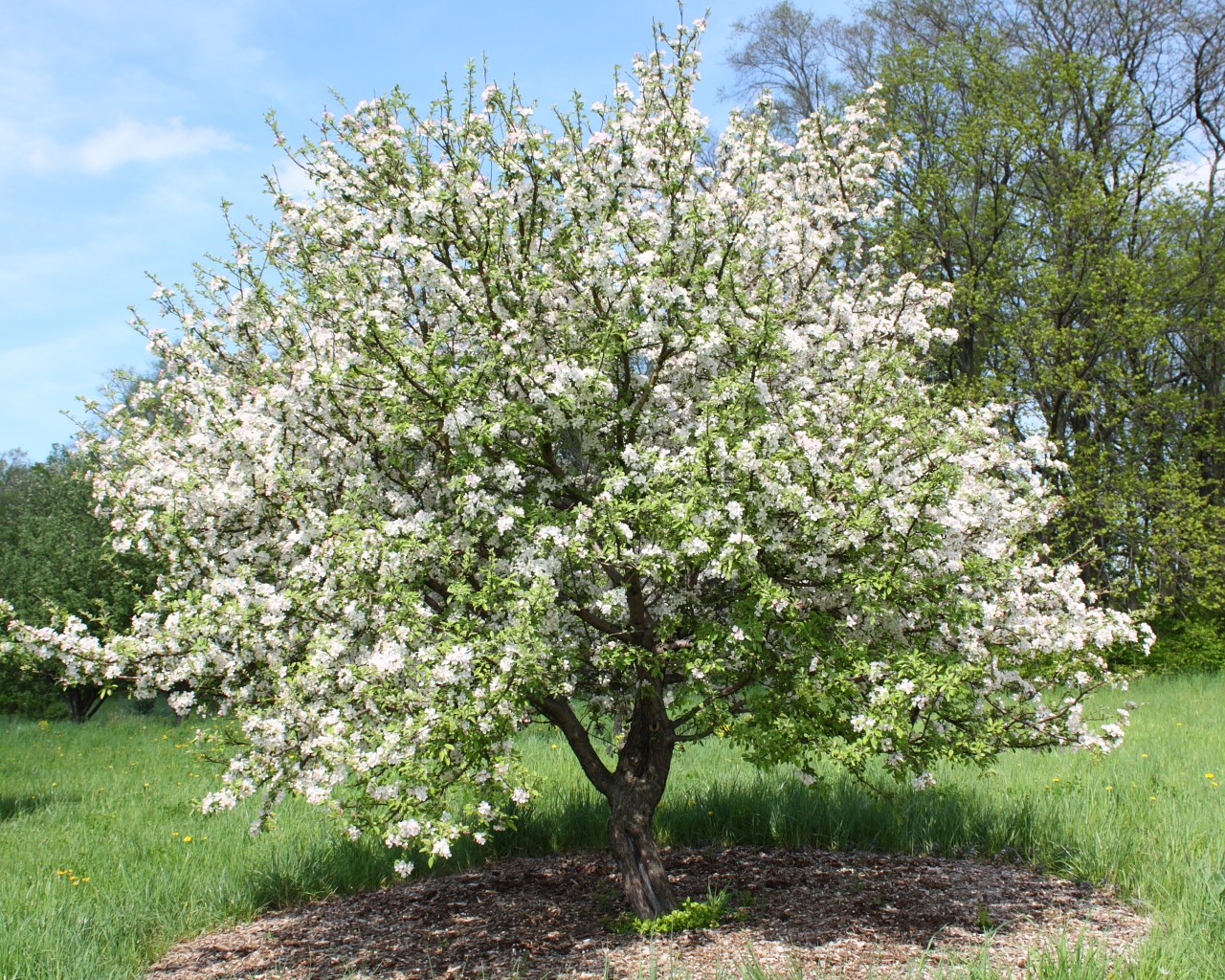 Яблоня malus фото