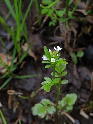 Pennsylvania Bitter Cress (Cardamine pensylvanica)