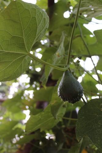 Chayote (Sechium edule) Flower, Leaf, Care, Uses - PictureThis