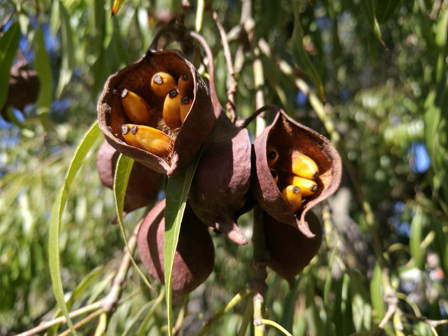 Queensland Bottle Tree - Live Plant in A 3 Gallon Growers Pot - Brachychiton Rupestris - Rare Ornamental Trees of The World