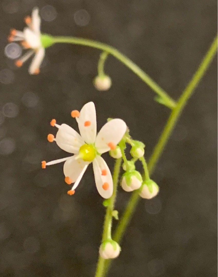 Камнеломка клинолистная (Saxifraga cuneifolia) - PictureThis