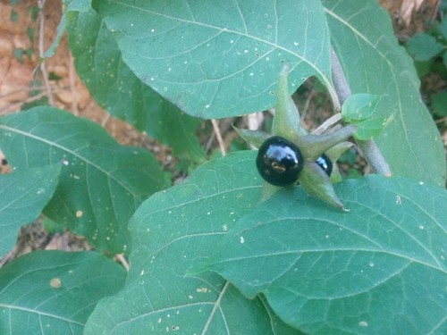 Atropa Belladonna Ботанический атлас